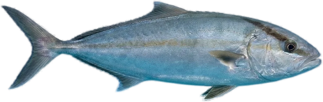 カンパチ (Seriola dumerili (and Seriola spp.))