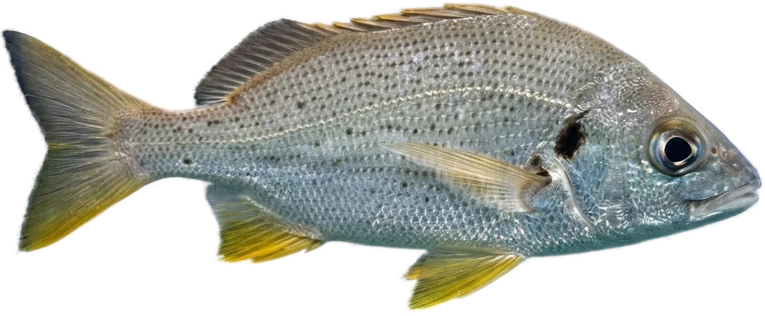 Roncador (Pomadasys incisus)