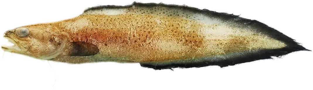 Bearded brotula (Brotula barbata)