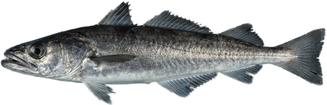 Merlu noir (Merluccius senegalensis · M. polli)