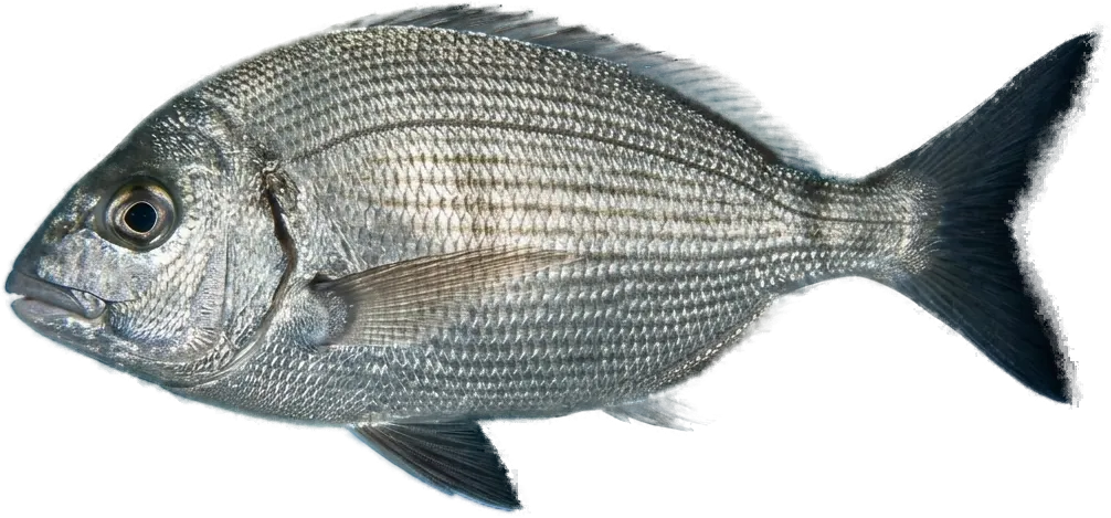 Black seabream (Spondyliosoma cantharus)