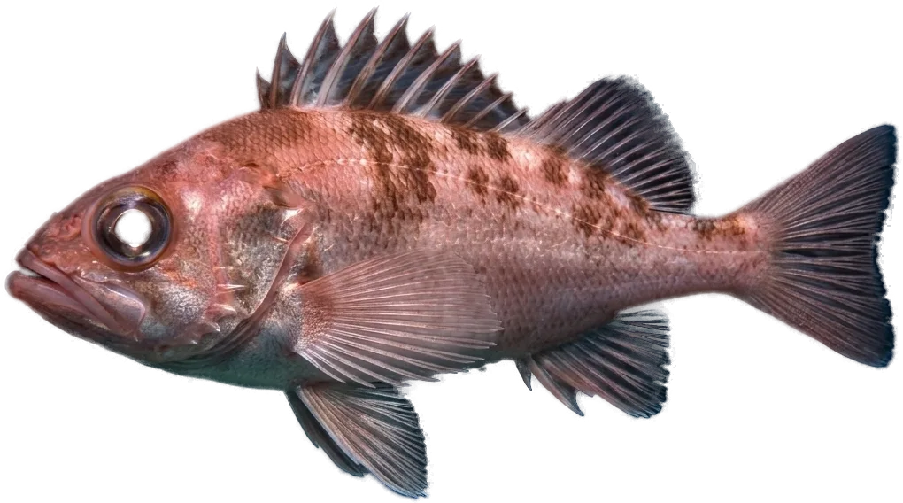 Gallineta (Helicolenus dactylopterus)