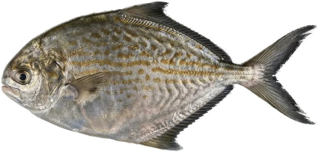 マナガツオ類（フィアトラ） (Stromateus fiatola)
