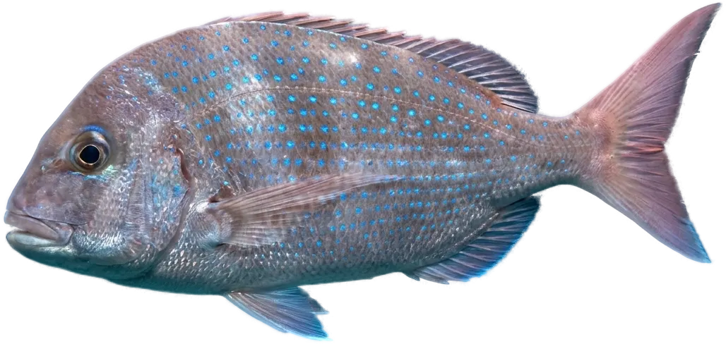 Bluespotted seabream (Pagrus caeruleostictus)