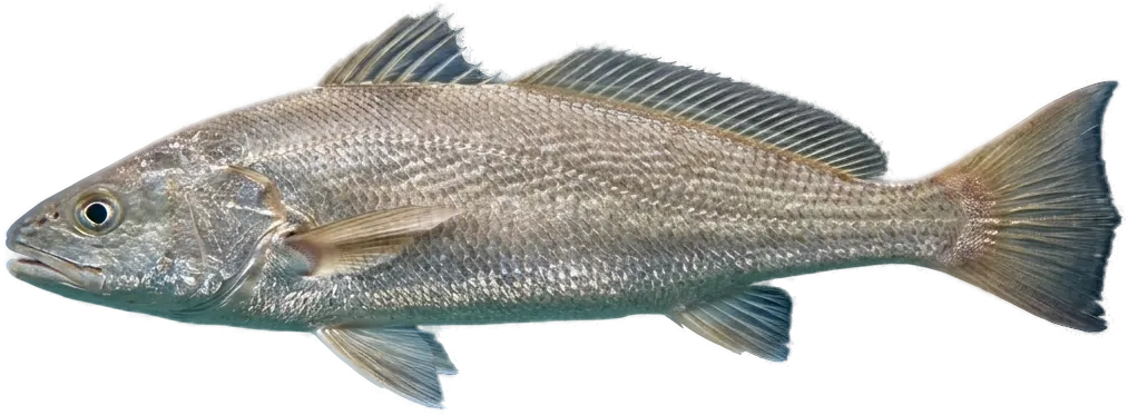 Cassava croaker (Pseudotolithus senegalensis)