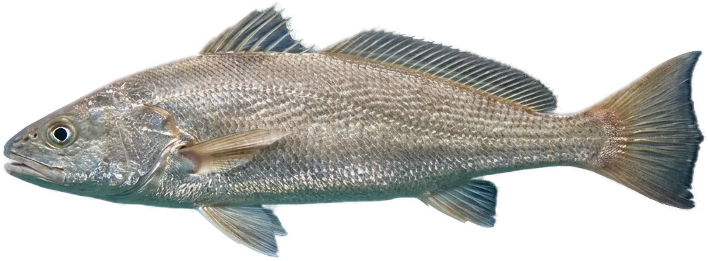 Corvinata (Pseudotolithus senegalensis)