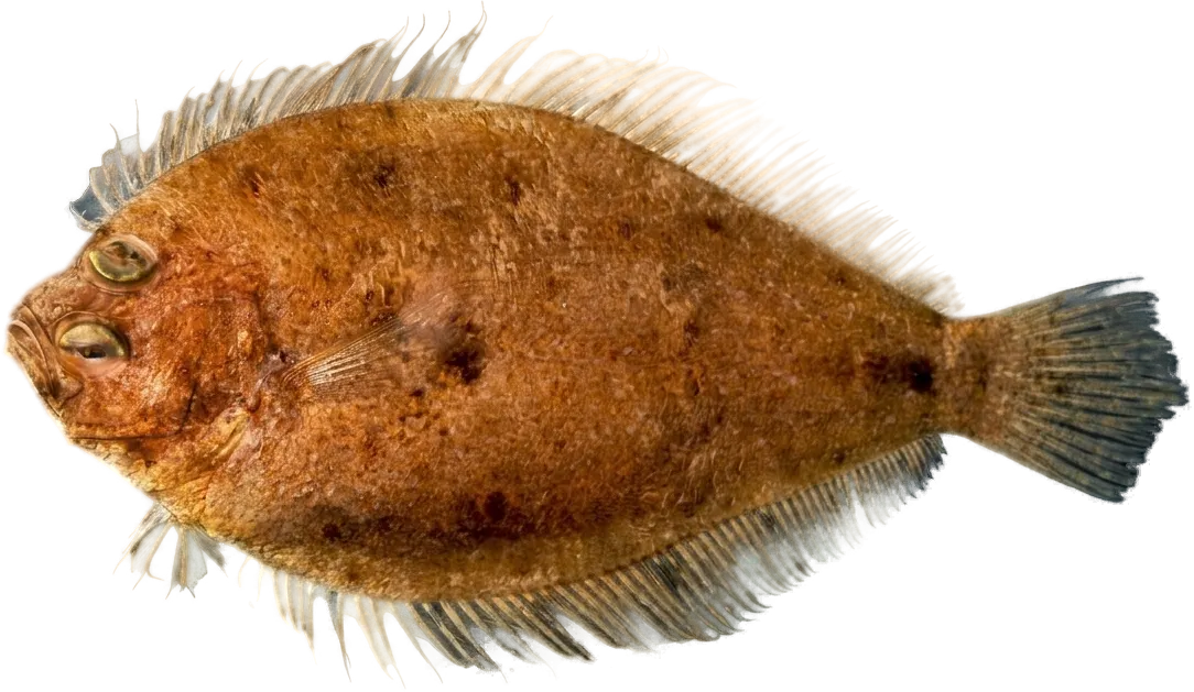 Channel flounder (Syacium micrurum)