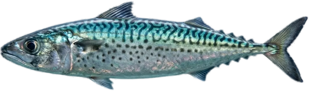 Chub mackerel (Scomber colias)