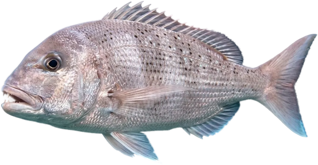 Common dentex (Dentex dentex)