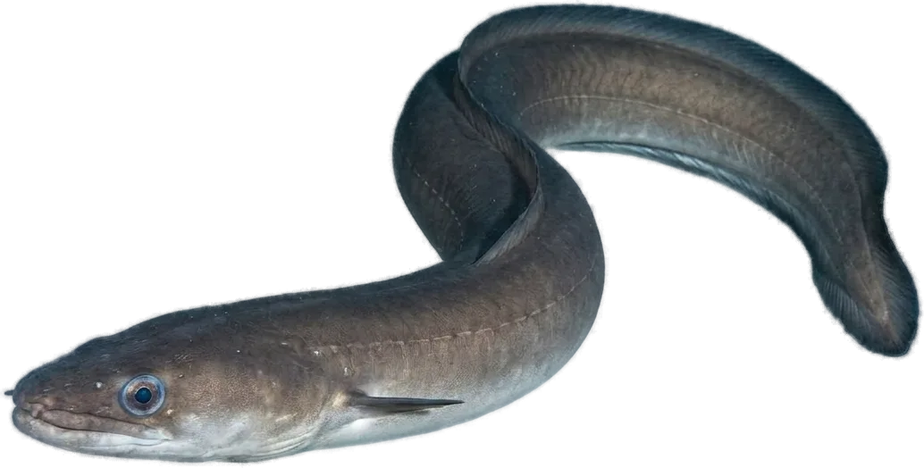 ثعبان البحر (الكونغر) (Conger conger)
