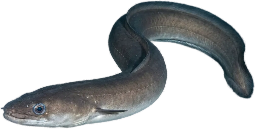 European conger (Conger conger)