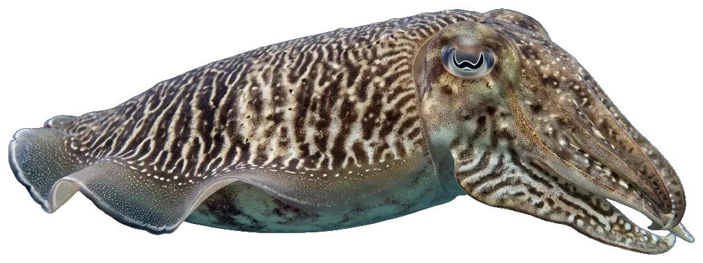 Cuttlefish (Sepia officinalis)
