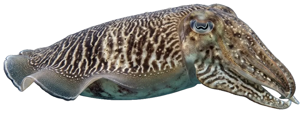 Cuttlefish (Sepia officinalis)