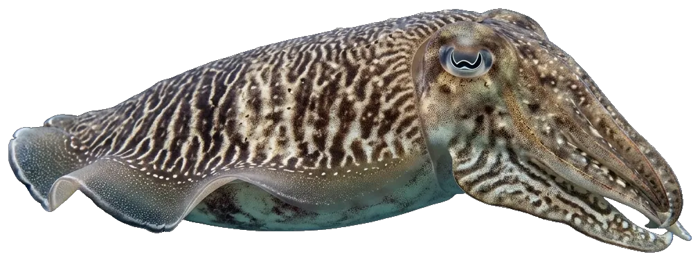 Cuttlefish (Sepia officinalis)