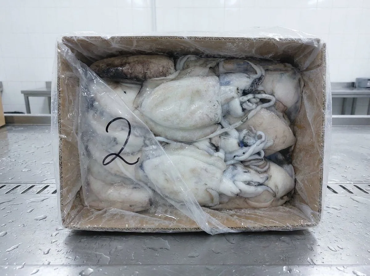 Cuttlefish (Sepia officinalis) – whole round · whole cleaned, iqf · block · fresh on ice