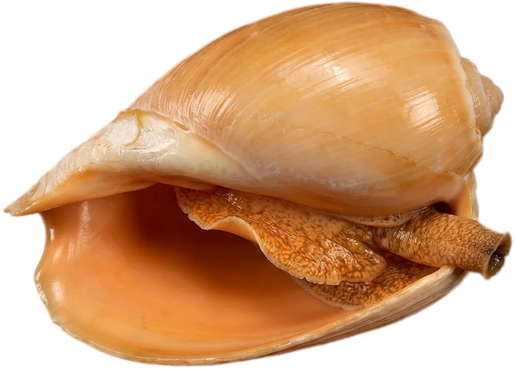 キンビウム（大型巻貝） (Cymbium cymbium · C. pepo)