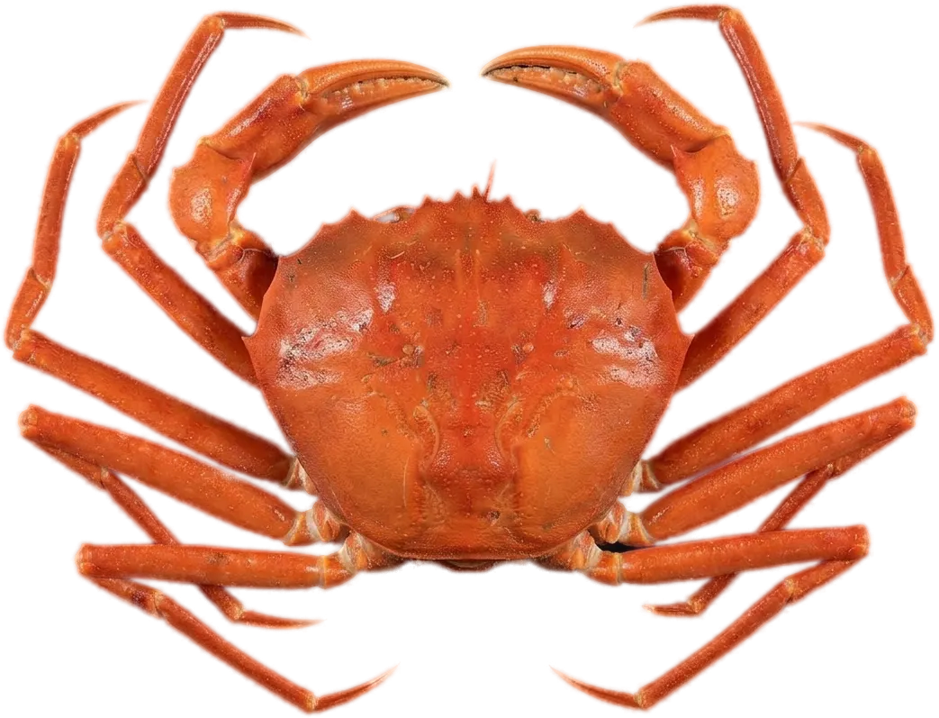 オオエンコウガニ（西アフリカ産） (Chaceon maritae)