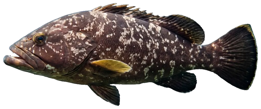 Dusky grouper (Epinephelus marginatus)