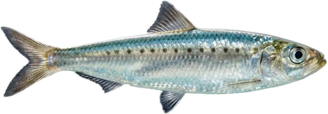 European pilchard (Sardina pilchardus)