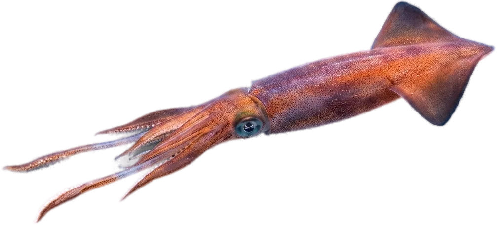 アカイカ（ヨーロッパスルメ） (Todarodes sagittatus · Illex coindetii)