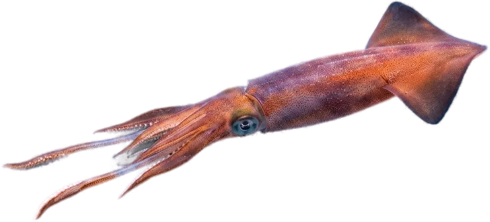 アカイカ（ヨーロッパスルメ） (Todarodes sagittatus · Illex coindetii)