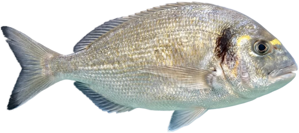 Dorada (Sparus aurata)