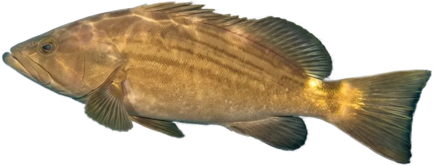 Goldblotch grouper (Epinephelus costae)