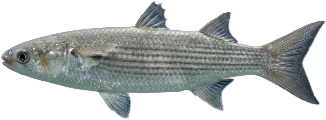 Mulet (et poutargue) (Mugil cephalus · M. capurrii)