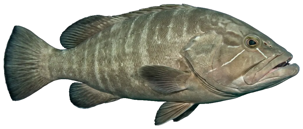 White grouper (Epinephelus aeneus)
