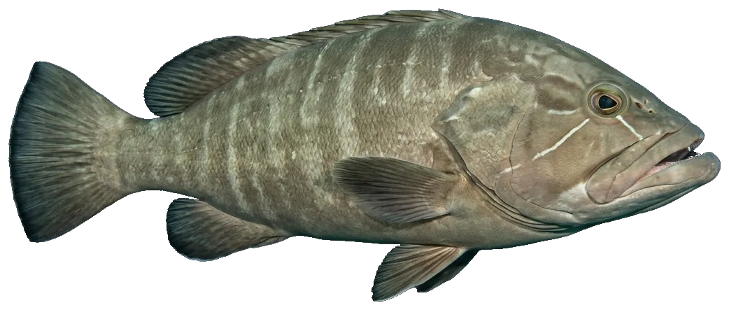 White grouper (Epinephelus aeneus)