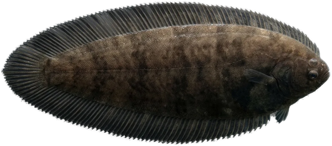 Sole-ruardon du Golfe (Synaptura lusitanica)