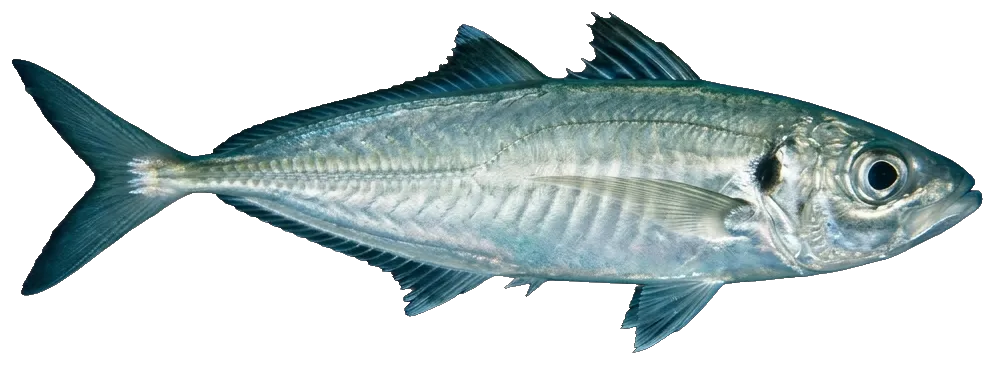 Horse mackerel (Trachurus trecae · T. trachurus)