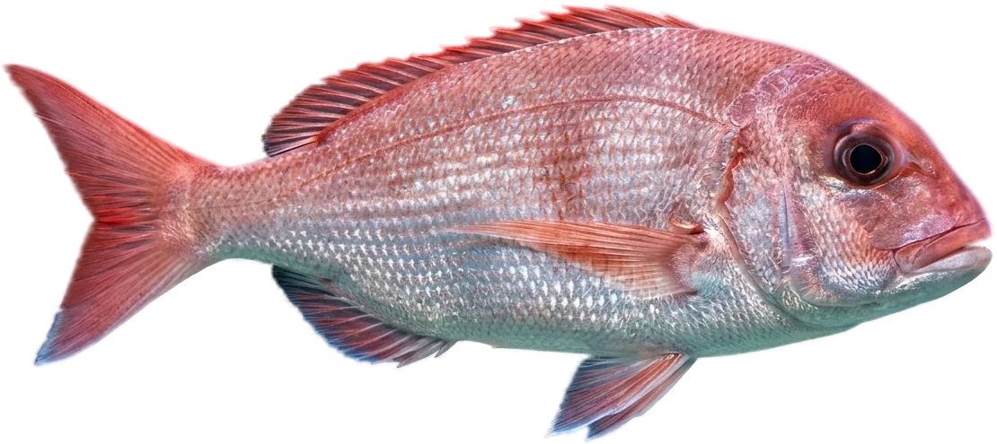 Cachucho (Dentex macrophthalmus)