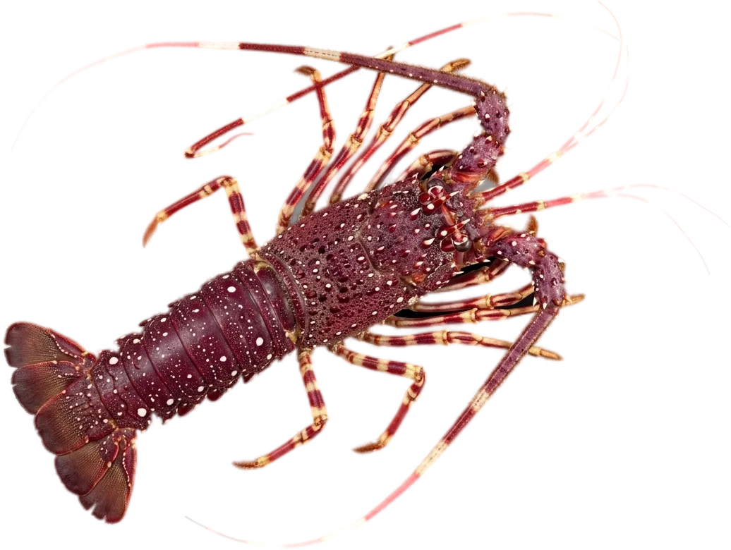 Pink spiny lobster (Palinurus mauritanicus)