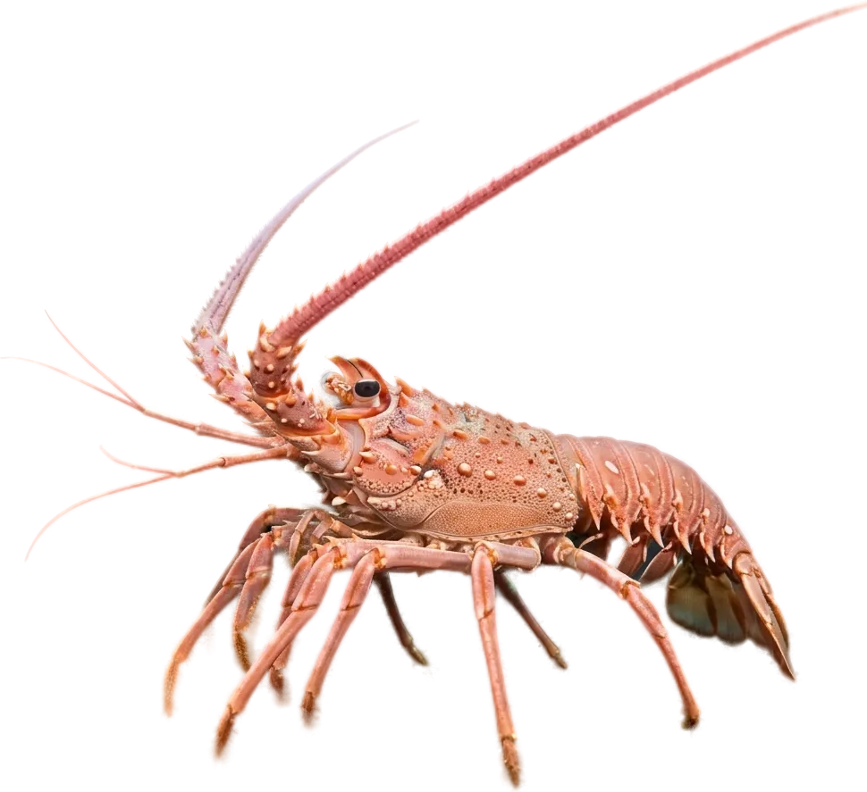 Pink spiny lobster (Palinurus mauritanicus)