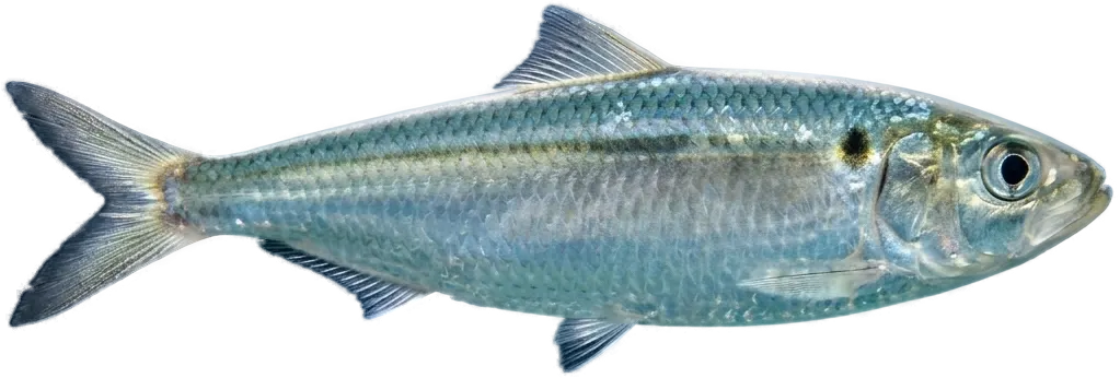 Madeiran sardinella (Sardinella maderensis)