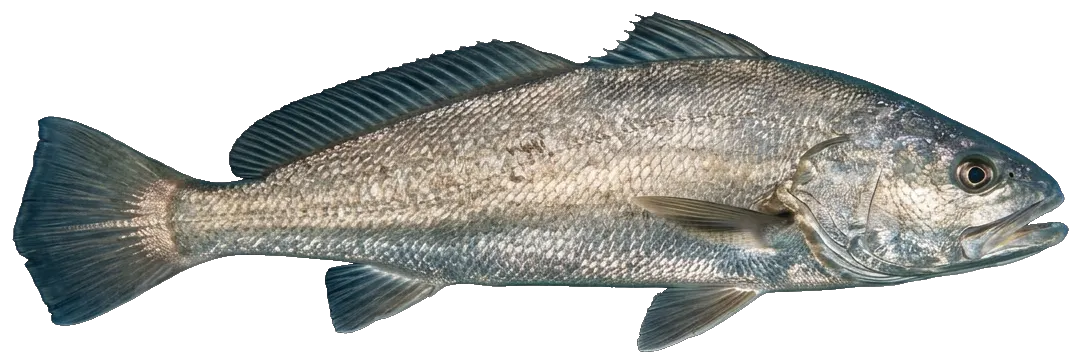 Meagre (Argyrosomus regius)