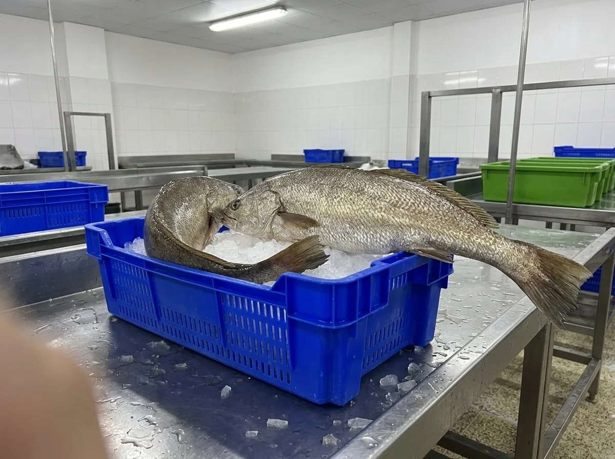 Meagre (Argyrosomus regius) – whole · gutted, fresh on ice by air · frozen whole
