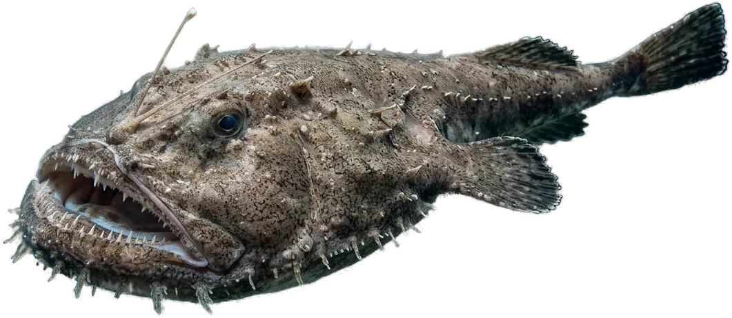 Rape negro (Lophius budegassa)
