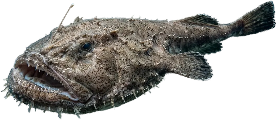 Blackbellied angler (monkfish) (Lophius budegassa)