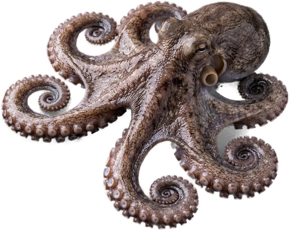 Octopus (Octopus vulgaris)