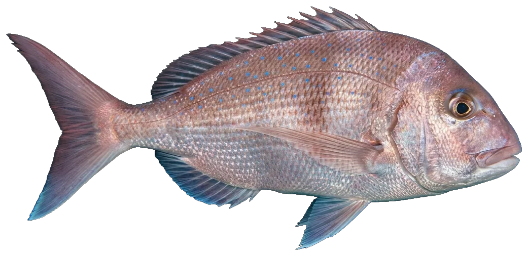 Red porgy (Pagrus pagrus)
