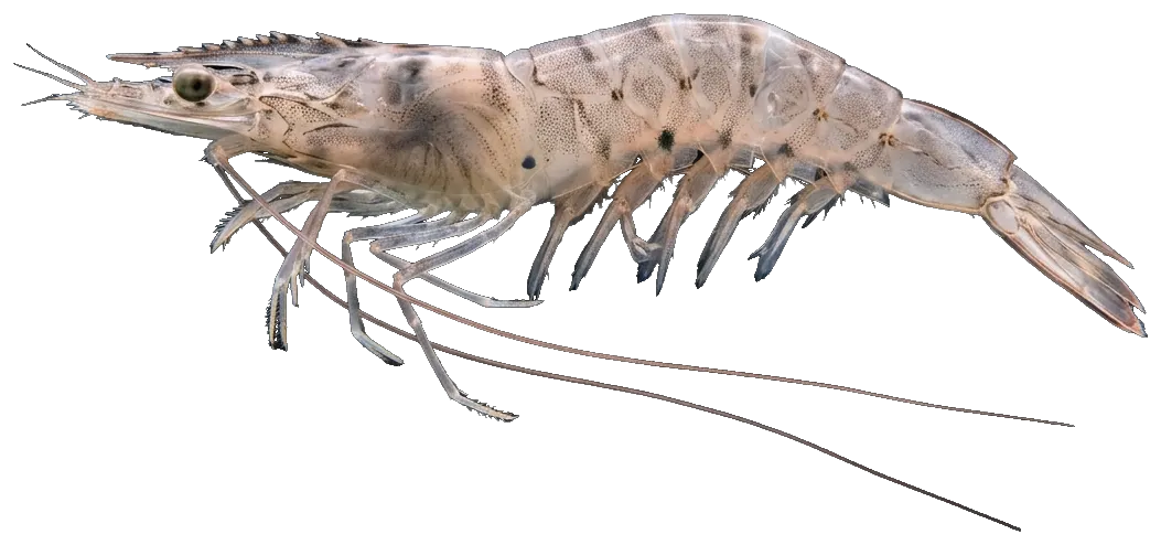 Pink shrimp (Penaeus notialis · P. kerathurus)