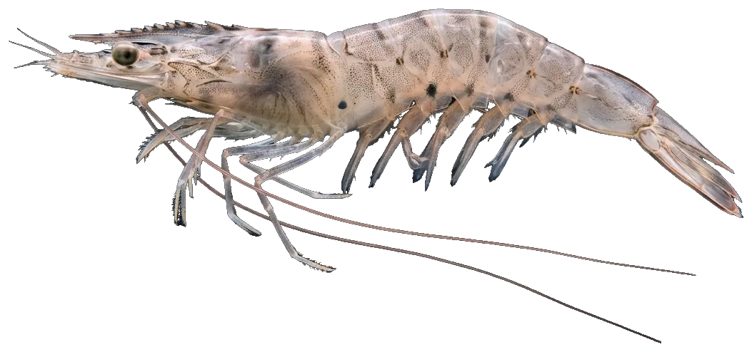 Pink shrimp (Penaeus notialis · P. kerathurus)