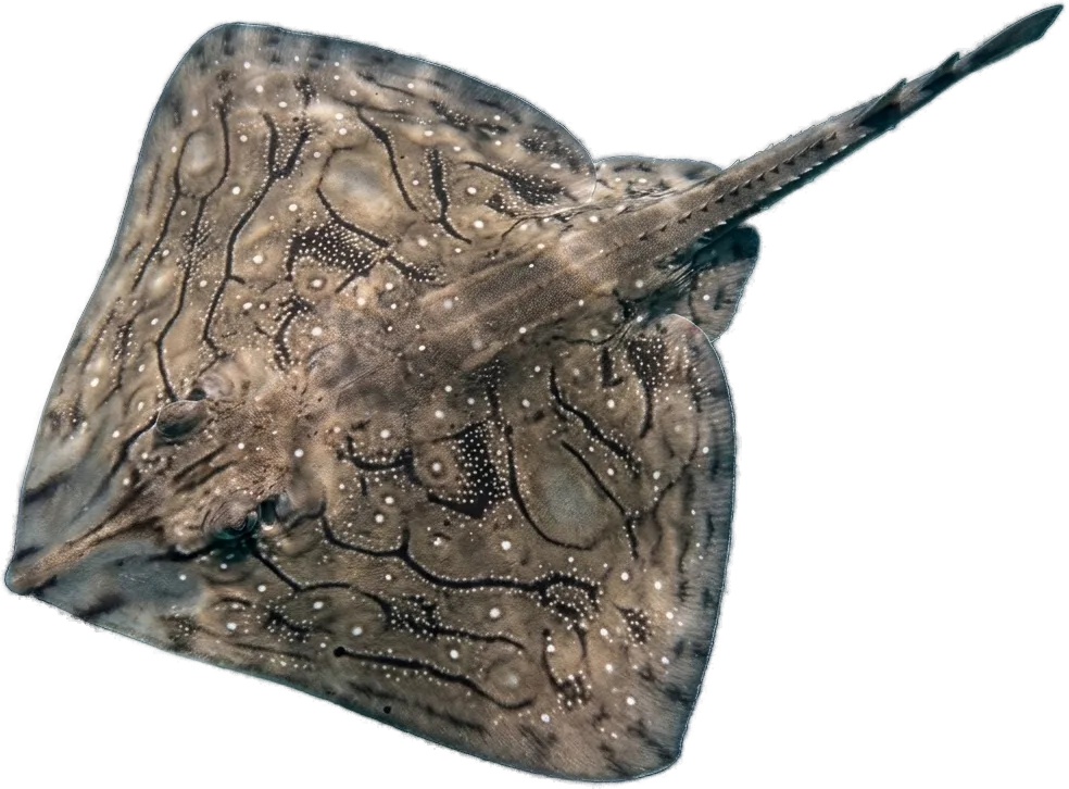 ガンギエイ類 (Raja undulata · R. miraletus)
