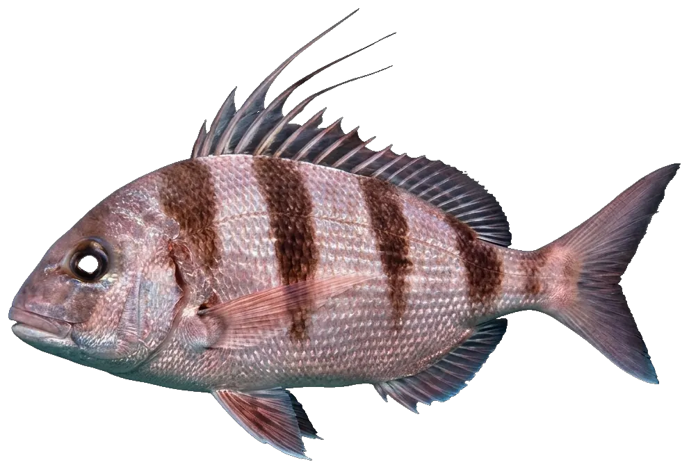 Redbanded seabream (Pagrus auriga)