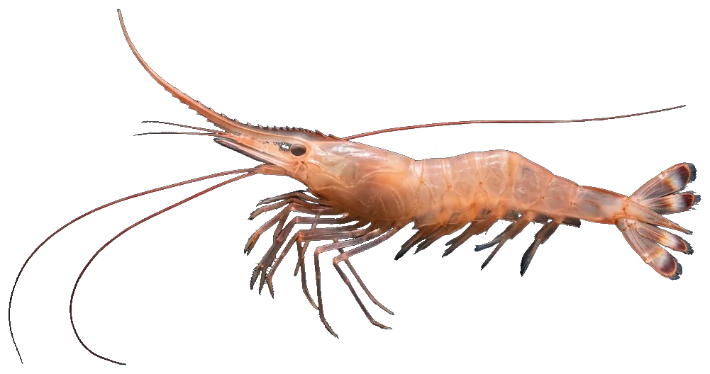 Deep-water rose shrimp (Parapenaeus longirostris)