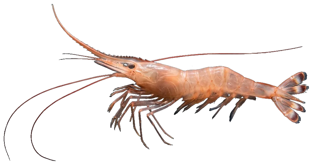 Deep-water rose shrimp (Parapenaeus longirostris)