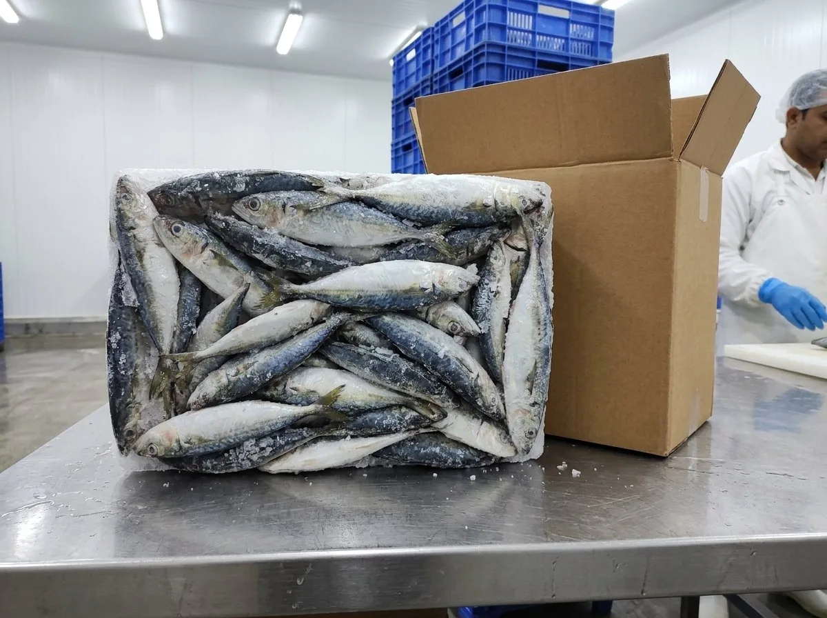 Round sardinella (Sardinella aurita) – whole round, sea- or land-frozen · blocks in 20 kg cartons