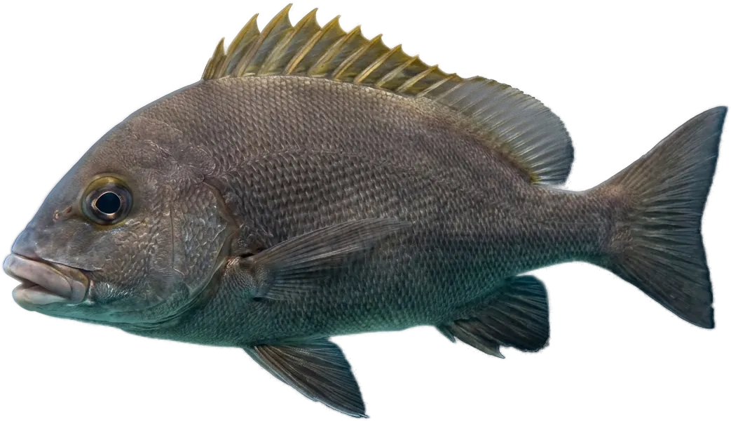 Rubberlip grunt (Plectorhinchus mediterraneus)